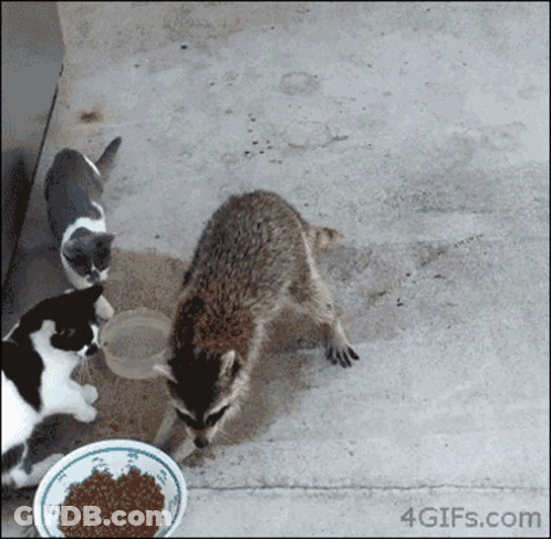 Two Cats And A Raccoon Are Eating From A Bowl Of Food GIF