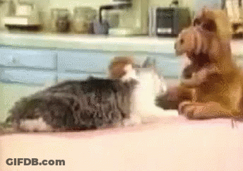 Two Cats And A Stuffed Animal Are Sitting On A Counter . GIF