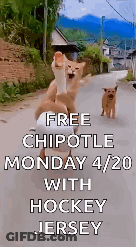 Two Cats And Dog Walking With Free Chipotle GIF