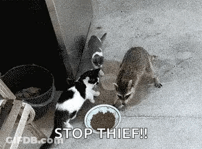 Two Cats And Raccoon Eating From Bowl Stop Thief GIF