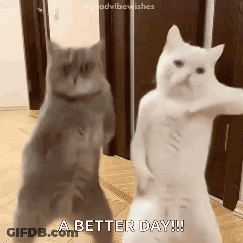 Two Cats Are Dancing Together In A Hallway . GIF