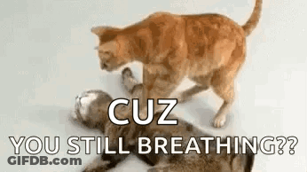 Two Cats Are Fighting Each Other And One Of Them Is Laying On The Ground . GIF