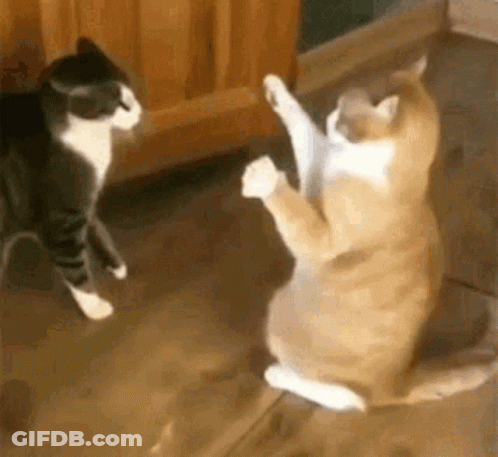Two Cats Are Fighting On The Floor . GIF