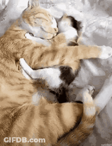 Two Cats Are Hugging Each Other On A Bed GIF