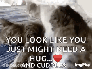 Two Cats Are Hugging Each Other On A Bed With A Heart In The Middle . GIF
