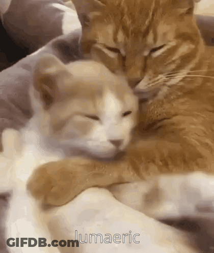 Two Cats Are Hugging Each Other On A Blanket On A Bed . GIF