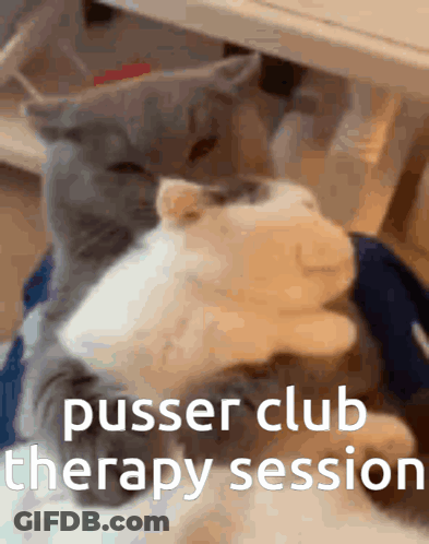 Two Cats Are Hugging Each Other With The Words Pusser Club Therapy Session Written On The Bottom GIF