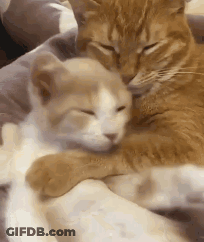 Two Cats Are Hugging Each Other With Their Eyes Closed On A Bed . GIF