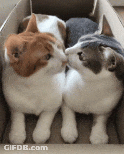 Two Cats Are Kissing Each Other In A Cardboard Box . GIF