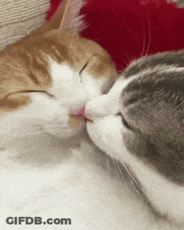 Two Cats Are Kissing Each Other While Sleeping GIF