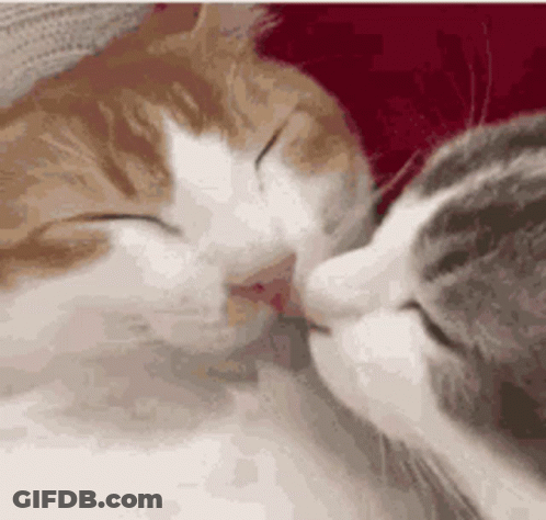 Two Cats Are Kissing Each Other While Sleeping On A Couch . GIF