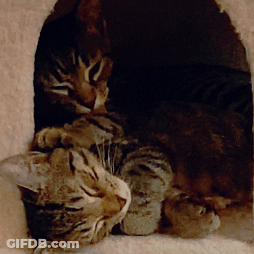 Two Cats Are Laying In A Cat House Looking Out GIF