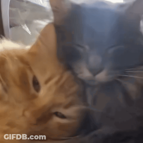 Two Cats Are Laying Next To Each Other And Looking At Each Other GIF