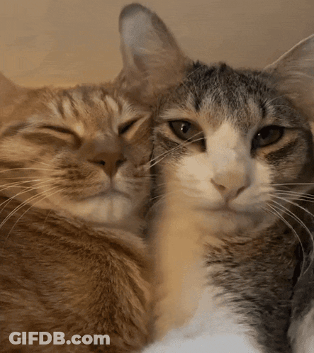 Two Cats Are Laying Next To Each Other And Looking At The Camera GIF