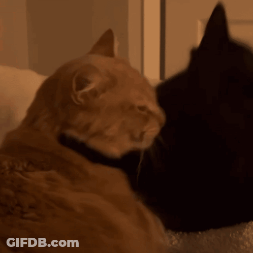 Two Cats Are Laying Next To Each Other And One Is Orange And The Other Is Black GIF