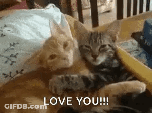 Two Cats Are Laying Next To Each Other On A Bed And One Of Them Is Saying `` I Love You '' . GIF