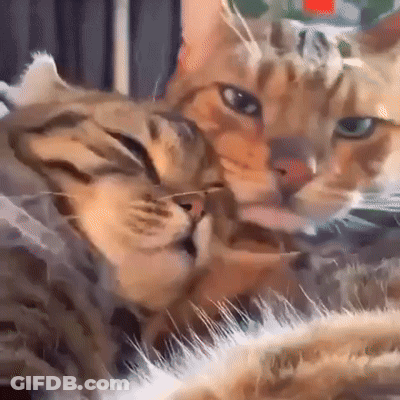 Two Cats Are Laying Next To Each Other On A Bed GIF