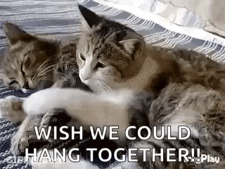 Two Cats Are Laying Next To Each Other On A Blanket . GIF