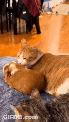 Two Cats Are Laying Next To Each Other On A Blanket On A Couch . GIF