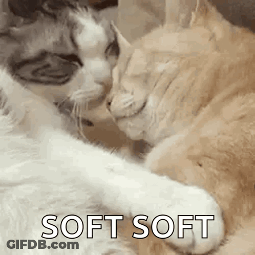 Two Cats Are Laying Next To Each Other On A Couch And Looking At Each Other . GIF