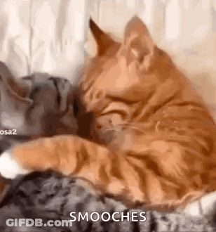 Two Cats Are Laying Next To Each Other On A Couch And One Of Them Is Licking The Other 'S Face . GIF