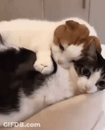 Two Cats Are Laying Next To Each Other On A Pillow . GIF