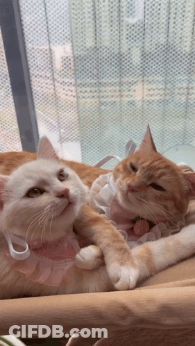 Two Cats Are Laying Next To Each Other One Wearing A Pink Collar With A Strawberry On It GIF