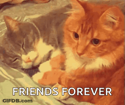 Two Cats Are Laying Next To Each Other With The Words " Friends Forever " Above Them GIF
