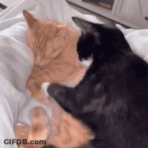 Two Cats Are Laying On A Bed And One Is Black And One Is Orange GIF