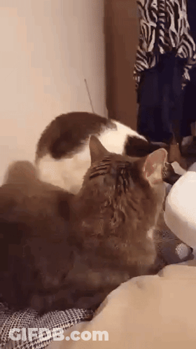 Two Cats Are Laying On A Bed And One Of Them Is Licking The Other 'S Face . GIF