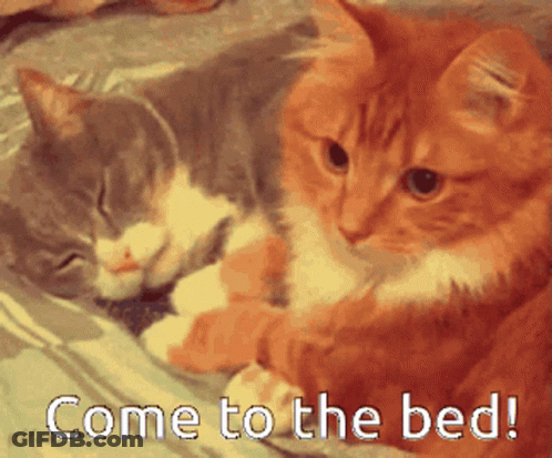 Two Cats Are Laying On A Bed With The Words Come To The Bed Below Them GIF
