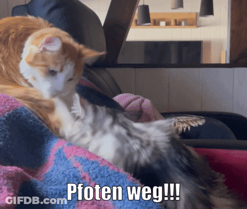 Two Cats Are Laying On A Couch With The Caption Pfoten Weg !!! GIF