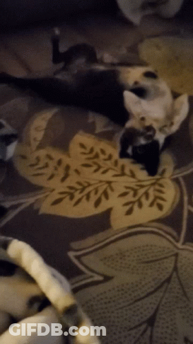 Two Cats Are Laying On A Rug With A Leaf Pattern GIF