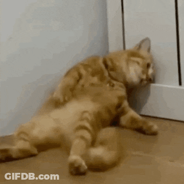 Two Cats Are Laying On The Floor Next To A Door . GIF