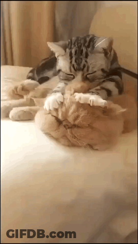 Two Cats Are Laying On Top Of Each Other On A Bed And One Is Licking The Other 'S Face . GIF