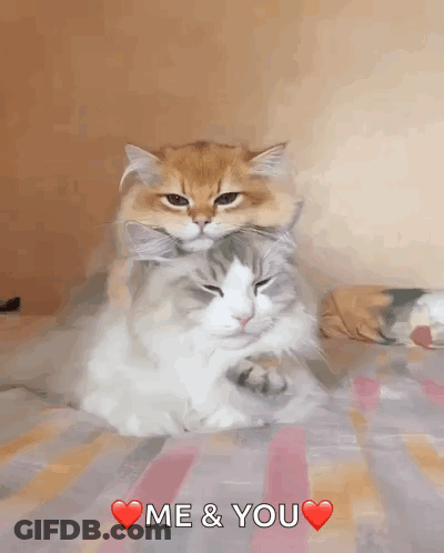 Two Cats Are Laying On Top Of Each Other On A Bed With The Words Me & You Above Them GIF