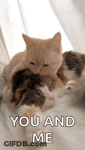 Two Cats Are Laying On Top Of Each Other On A Bed With The Words `` You And Me '' Above Them . GIF