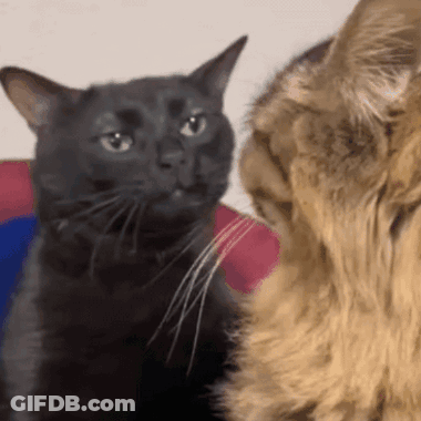 Two Cats Are Looking At Each Other And One Of Them Is Black GIF