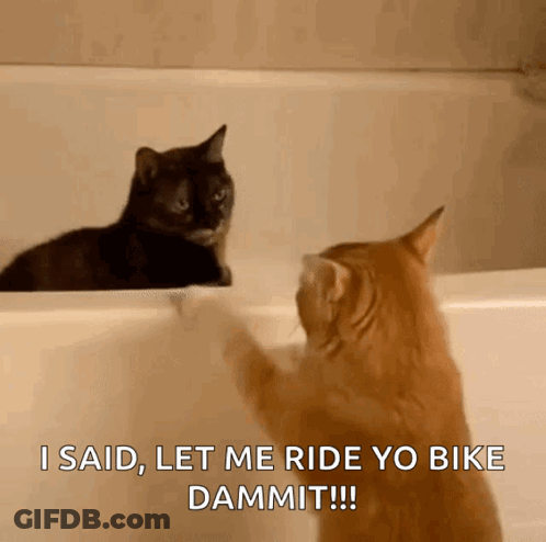 Two Cats Are Looking At Each Other And One Says " I Said Let Me Ride Yo Bike Dammit !!! " GIF