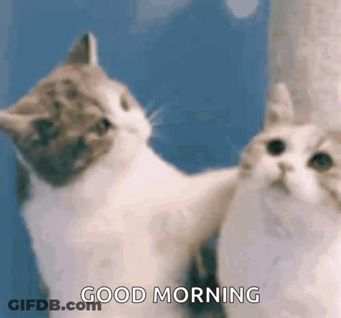 Two Cats Are Looking At Each Other And The Words `` Good Morning '' Are Visible . GIF