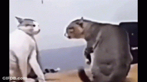 Two Cats Looking At Each Other GIF