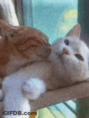 Two Cats Are Looking At Each Other In A Window GIF