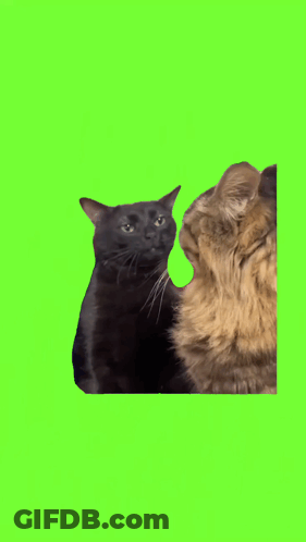 Two Cats Are Looking At Each Other On A Green Background GIF