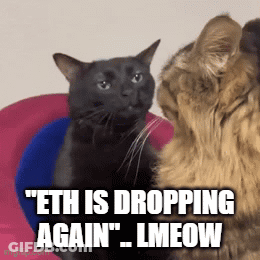 Two Cats Are Looking At Each Other With The Caption " Eth Is Dropping Again Lmeow " GIF