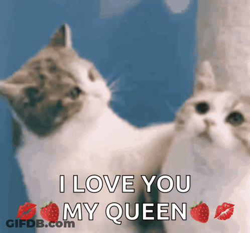 Two Cats Are Looking At Each Other With The Words " I Love You My Queen " GIF