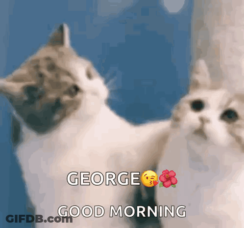 Two Cats Are Looking At Their Reflection In A Mirror And Saying Good Morning To George GIF