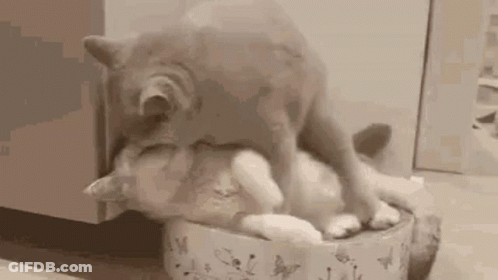 Two Cats Are Playing In A Bowl On The Floor . GIF