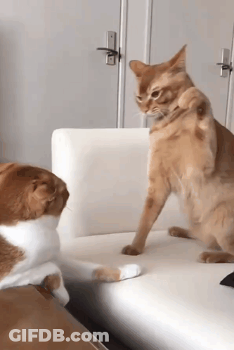 Two Cats Are Playing On A White Couch And One Is Scratching The Other GIF