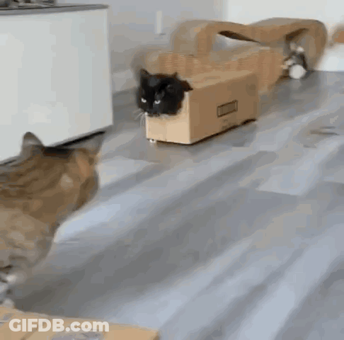 Two Cats Are Playing With A Cardboard Box On A Floor . GIF