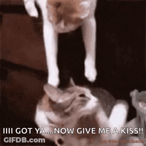 Two Cats Are Playing With Each Other And One Of Them Says " I Got Ya ... Now Give Me A Kiss ! " GIF